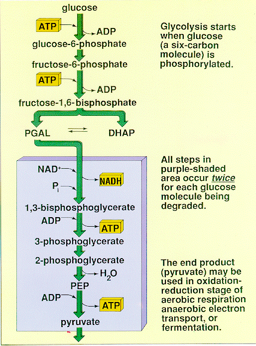 Punk Biology Student Blog: GLYCOLYSIS (GLIKOLISIS) - BIOCHEMISTRY