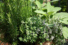 Garden or Container Herbs