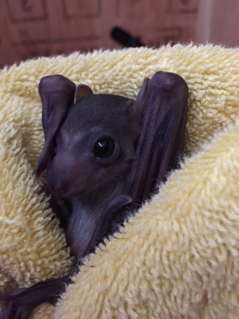 Baby Animals: Bat - Pup 4