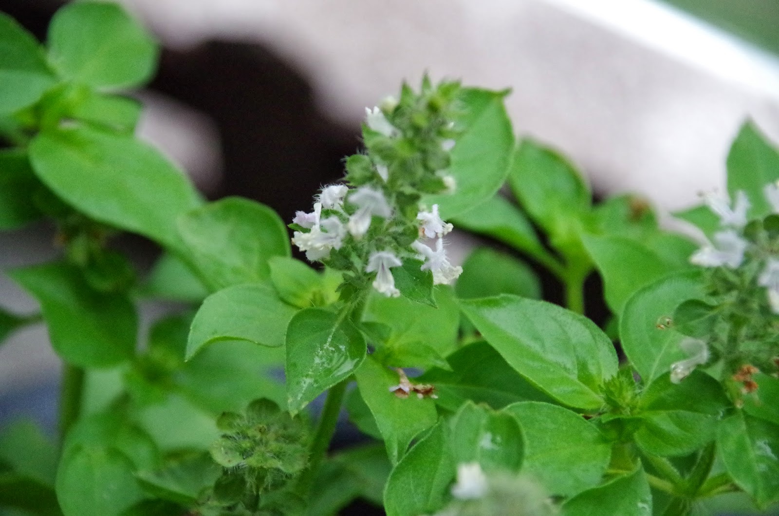 Trees and Plants: Basil (Floral Spires White Basil)