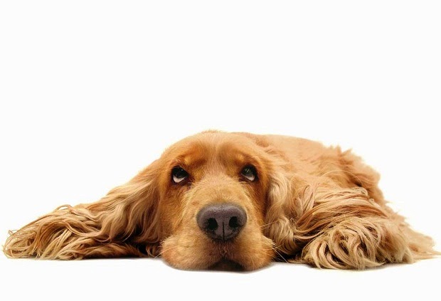 Todas las Artes Argentina: DIÁLOGOS DE PERROS, por Vicente Adelantado