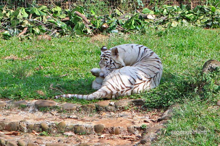 harimau putih kebun binatang ragunan jakarta