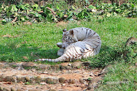 kebun binatang ragunan