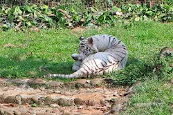 harimau putih kebun binatang ragunan jakarta