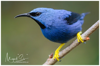 Shining Honeycreeper (Cyanerpes lucidus) - male