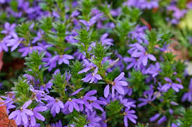 Scaevola-purple%2Bfanfare.jpg