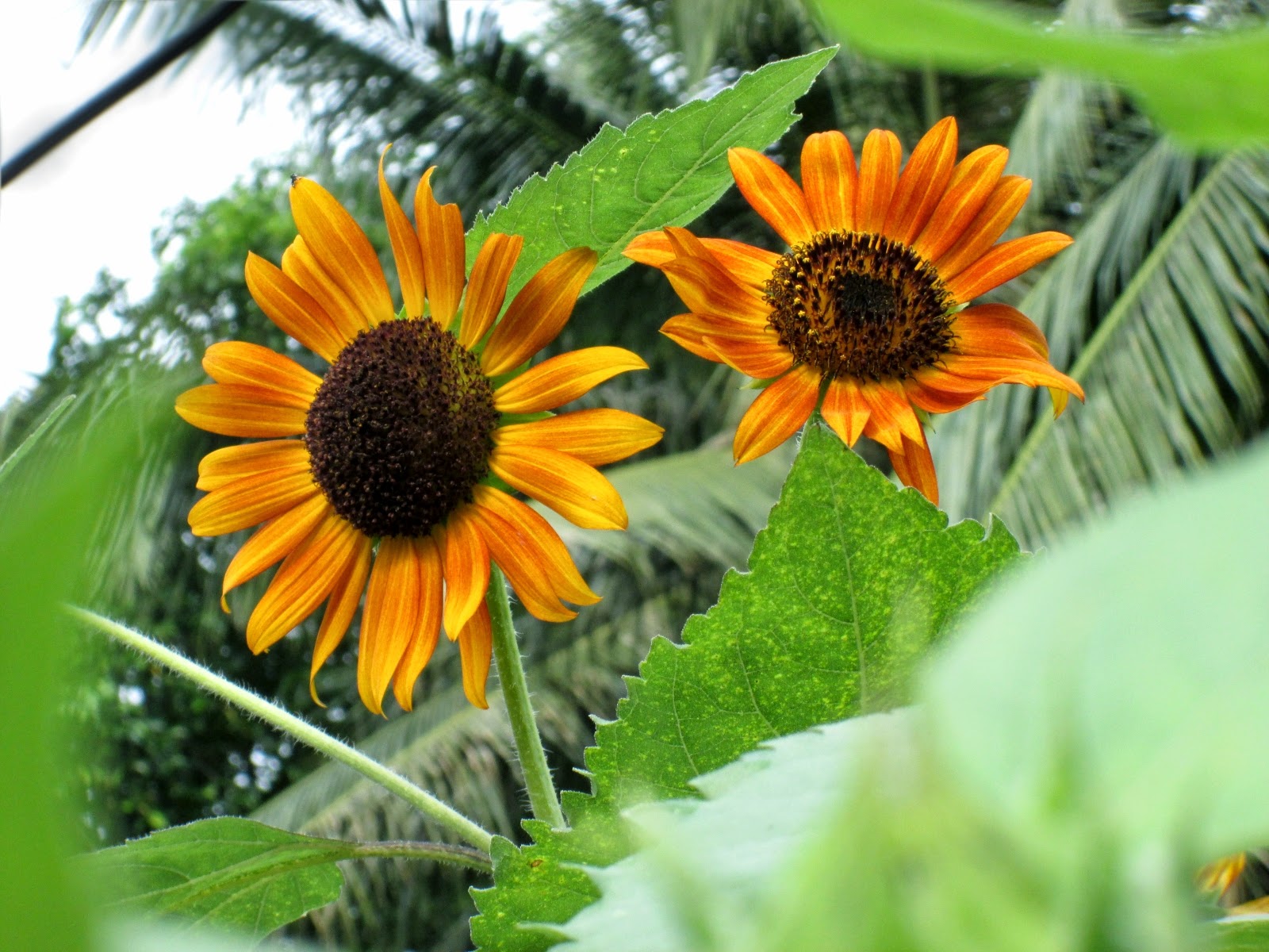 Memahami Tata Cara Berkebun: cara menanam bunga matahari