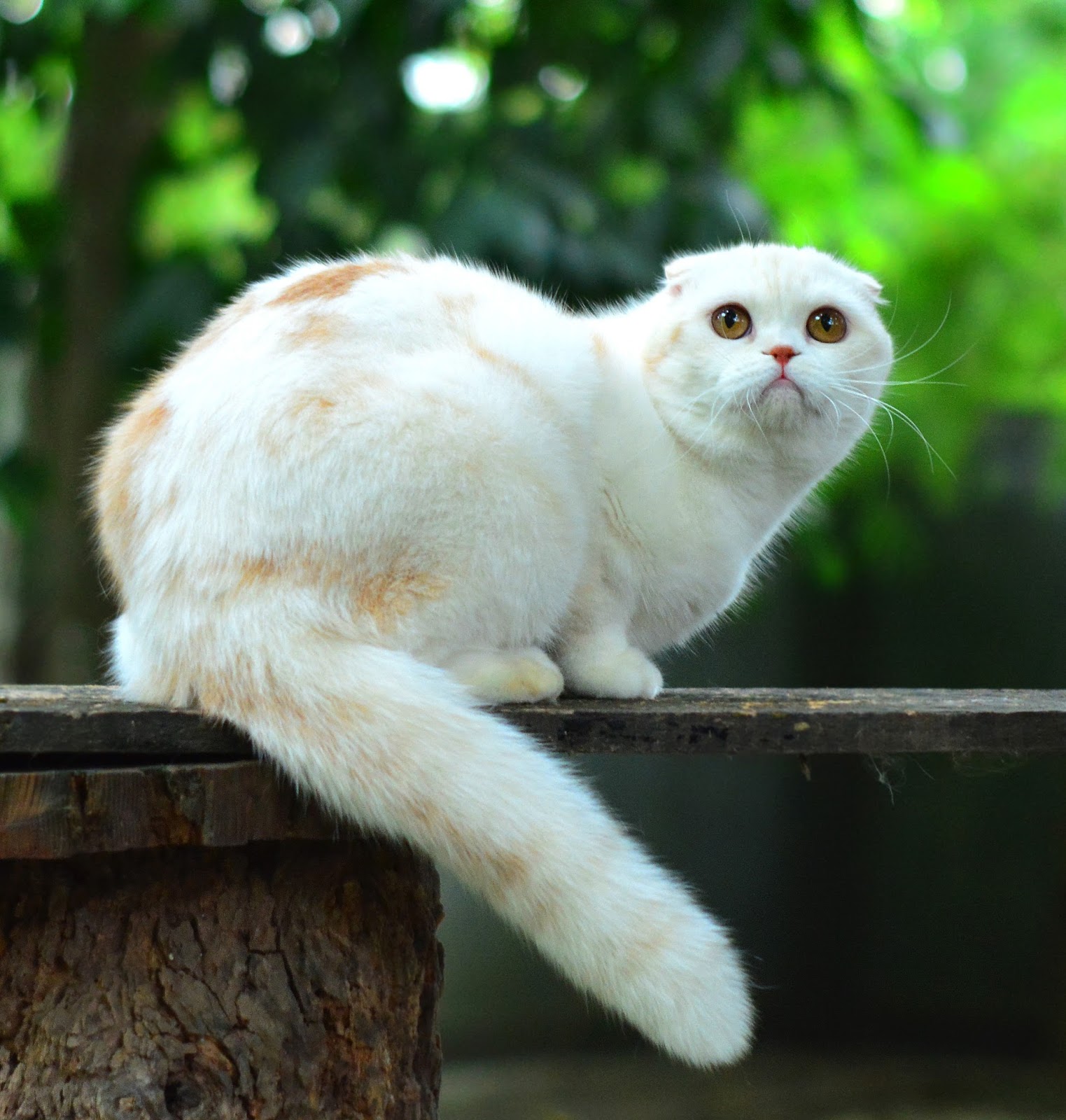 kucing kucing: 5 Jenis Penyakit Kucing yang banyak di derita oleh
