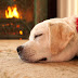 OΙ σκύλοι αγαπούν τη ζεστασιά!....