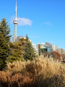 Toronto Music Garden winter CN Tower by garden muses-a Toronto gardening blog