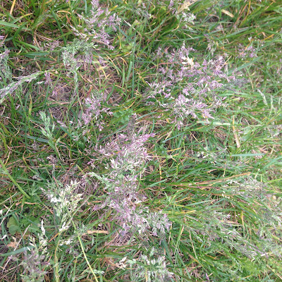 Purple Grass at the Arnold Arboretum