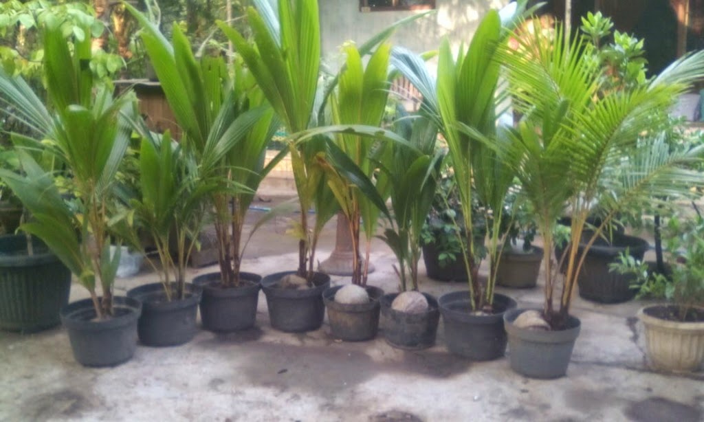 kelapa unik 2 tunas dalam pot