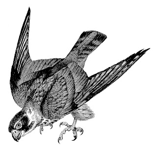 digital Falcon image bird illustration antique download animal image