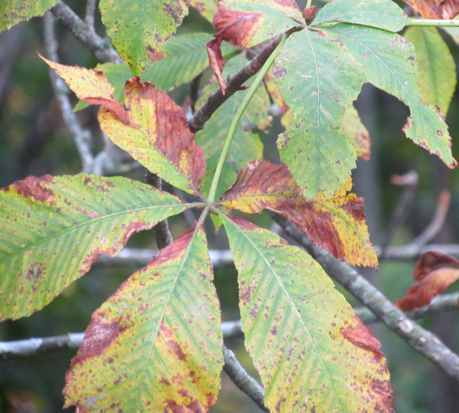 A Year With the Trees Yellow Buckeye Aesculus flava