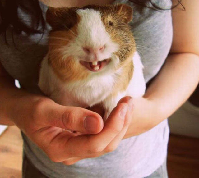 Quem disse que os animais não sorriem? Observe-os e deixe-se contagiar elfandarilha