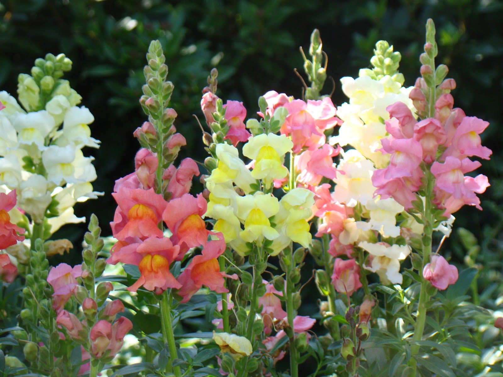 Real World Gardener All About Snapdragons in Talking Flowers