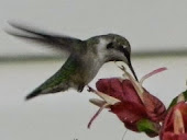 Asteptand colibrii
