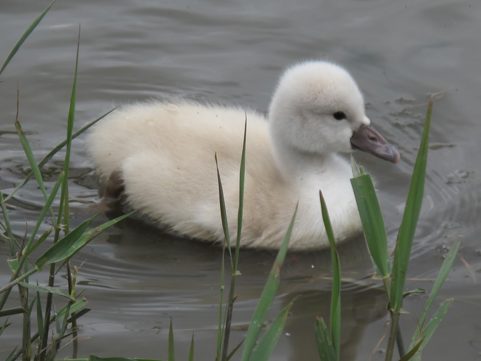 The Rattling Crow Mute swan colour polymorphism