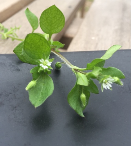 Whole Foods Chickweed Whole Foods Chickweed