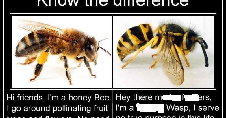 Bee vs. Wasp Memes Perpetuate Ignorance.