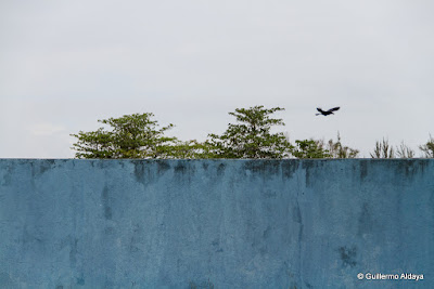 En Isla de Pinos (Cuba), by Guillermo Aldaya / AldayaPhoto