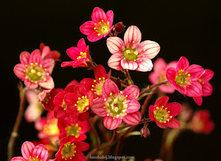 http://fotobabij.blogspot.com/2015/04/skalnica-arendsa-saxifraga-arendsii.html