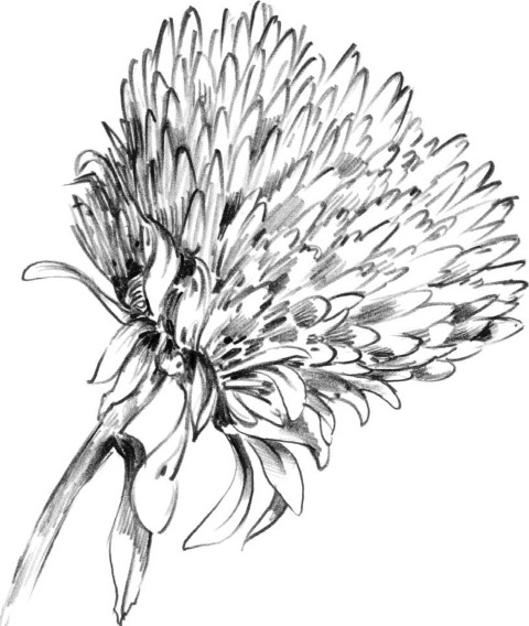 Pictures Of Flowers Easy To Draw Pictures Of Flowers Easy To Draw