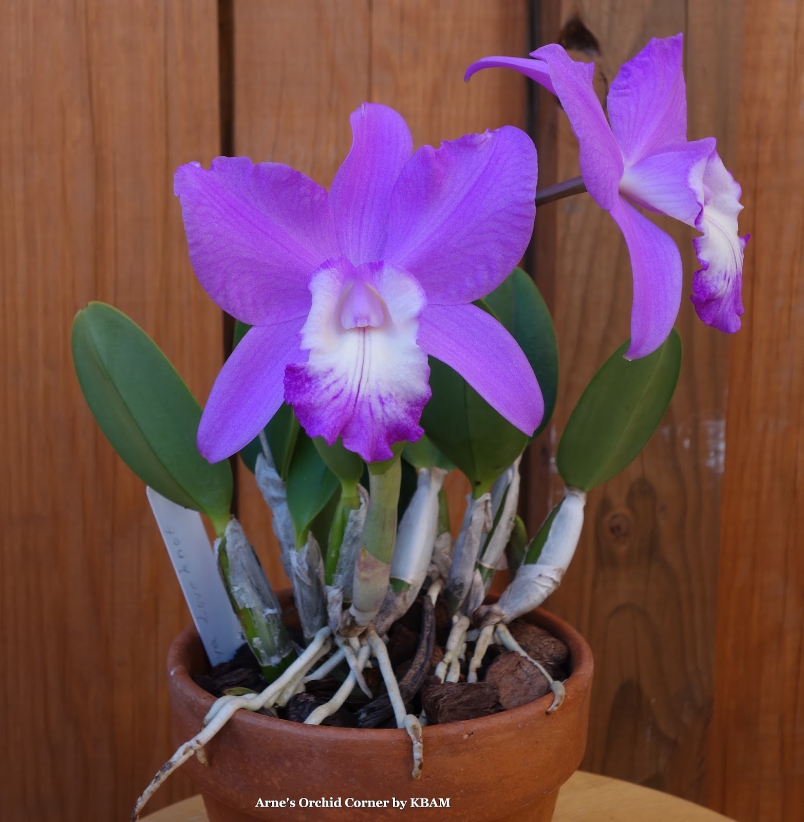 Arne's Orchid Corner Orchid of the day Cattleya Love Knot