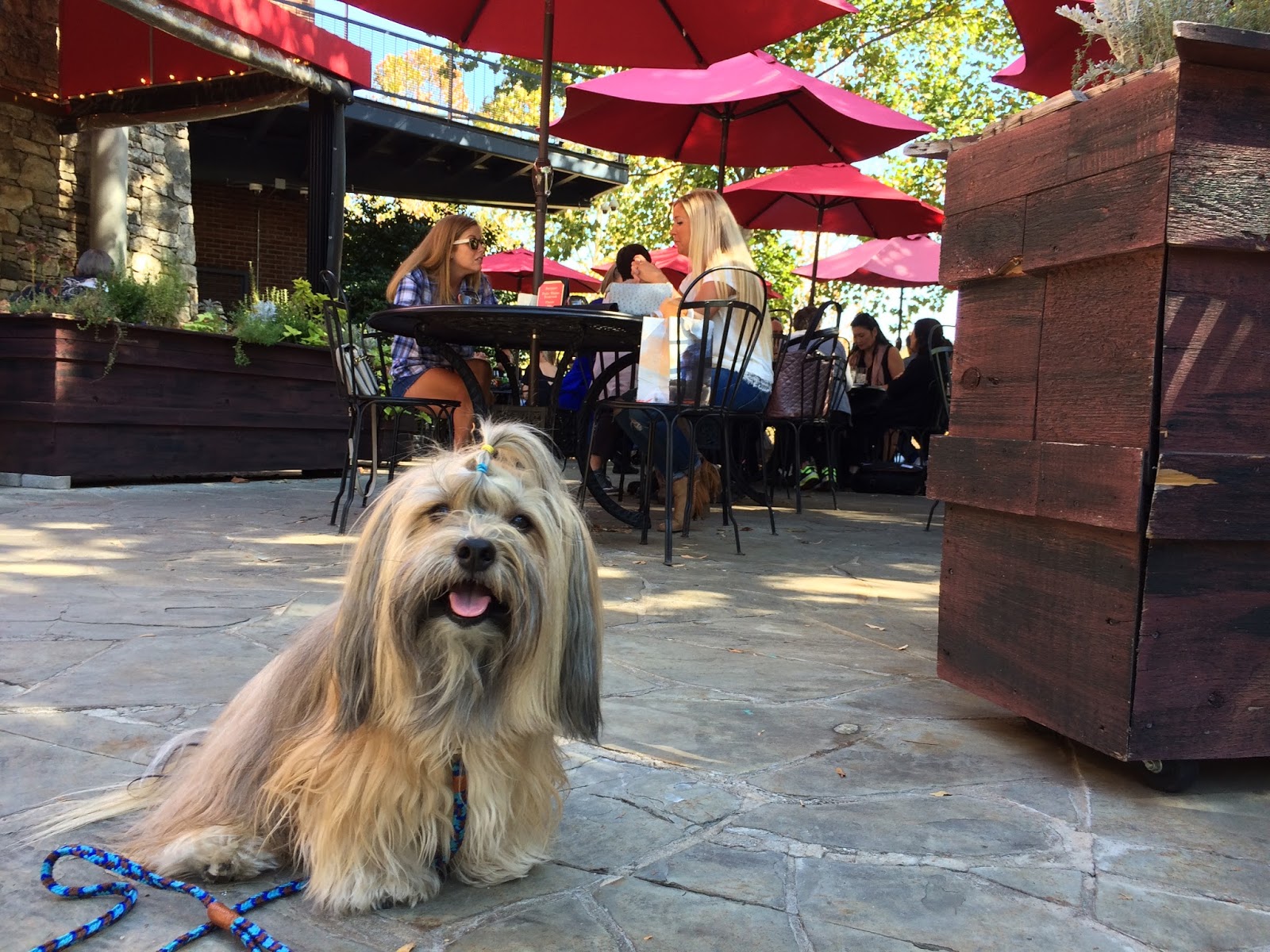 To Dog With Love: Fido   Fluffy #39 s #FreebieFriday in Greenville