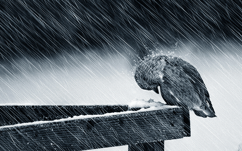 [Imagen: black-and-white-rain-birds-background-231935_phixr.gif]