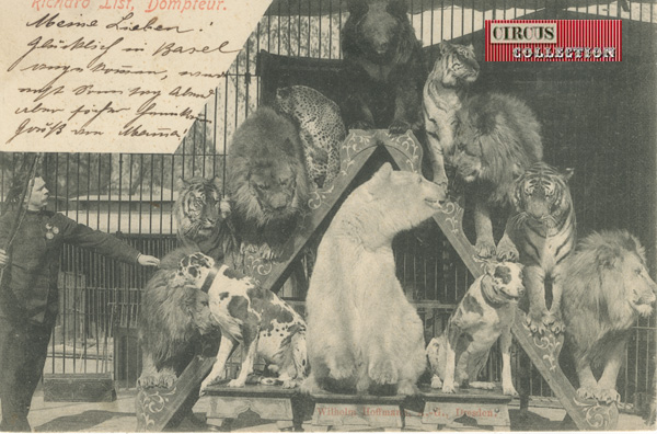 carte postale ancienne avec comme sujet une pyramide de fauve: ours polaire chiens, tigres, lions, ours brun