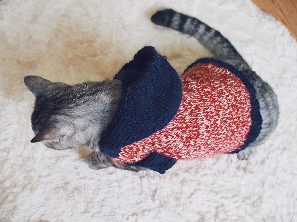 セーターを着た猫を上から見た写真