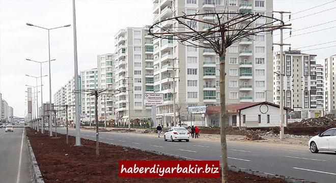 Diyarbakır Kayapınar Fırat Bulvarı artık daha yeşil olacak Diyarbakır Kayapınar Fırat Bulvarı artık daha yeşil olacak