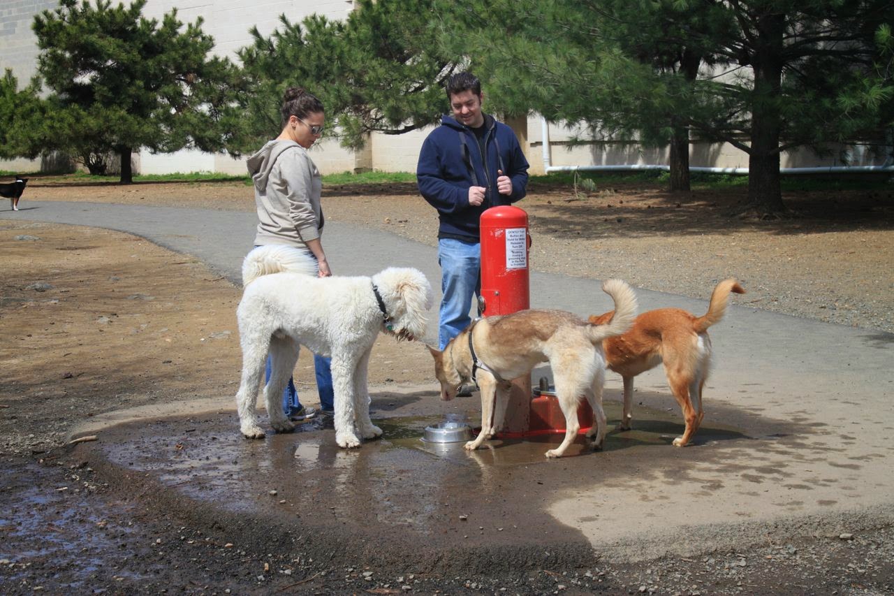 Up North Arlington Dog Park