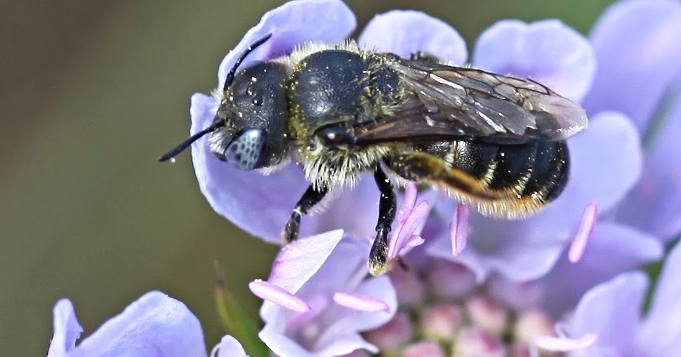 Brigit Strawbridge Snail shell bees