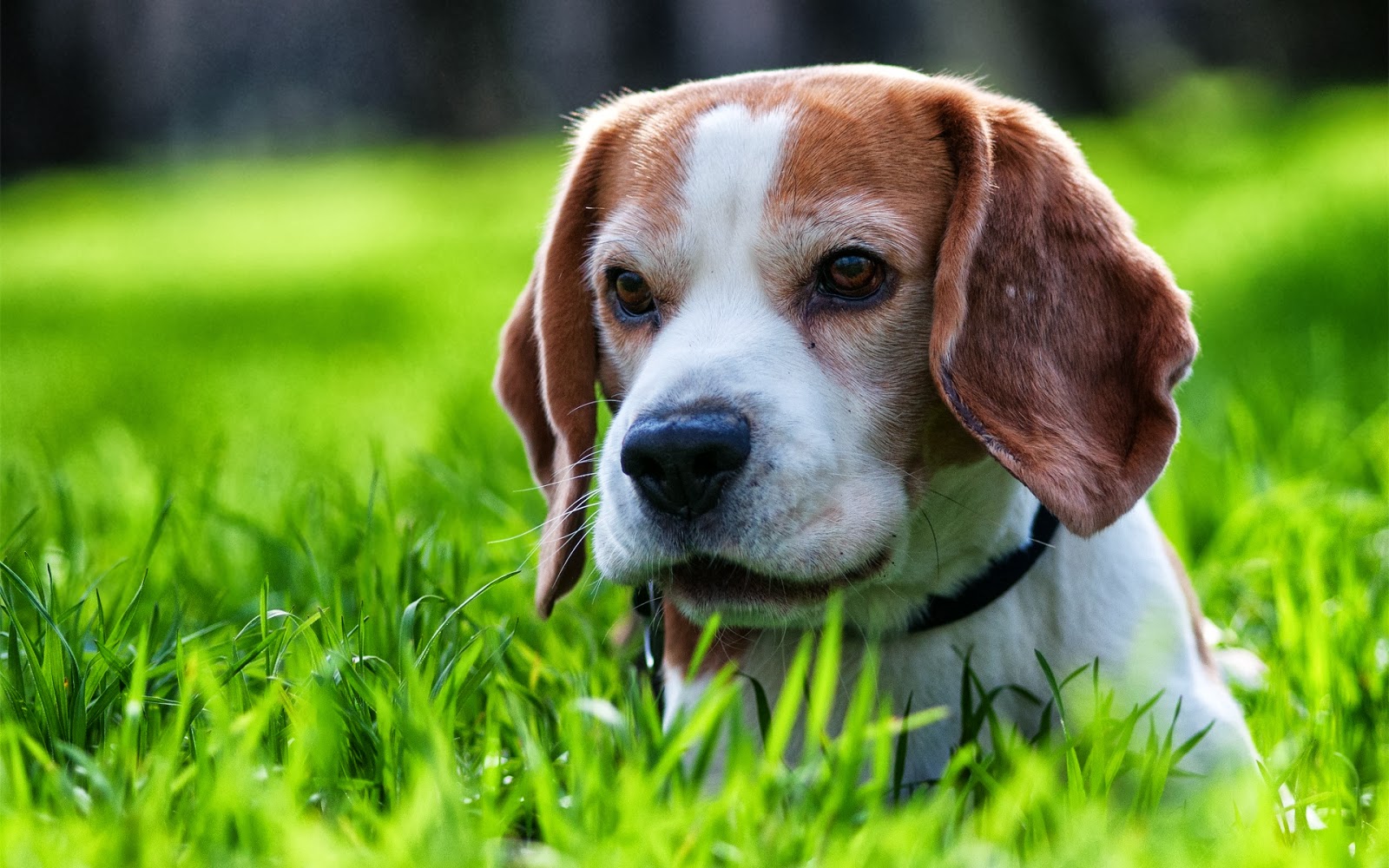I Love Dogs And Puppies I Love Dogs And Puppies
