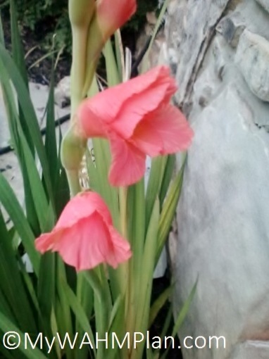 My WAHM Plan: Gladiolus