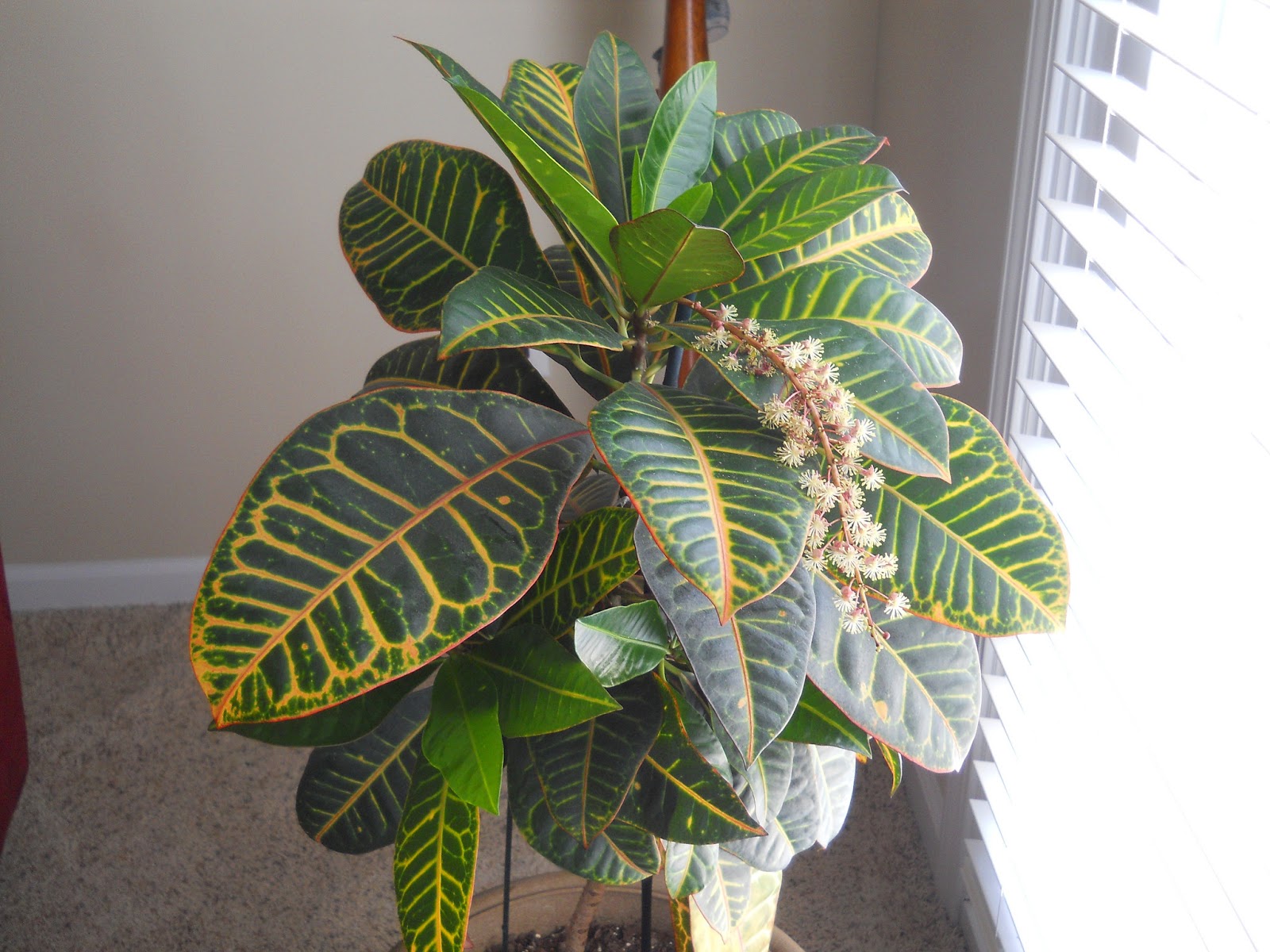 My Weekly Wisdom Column: The Zebra Plant (Not)