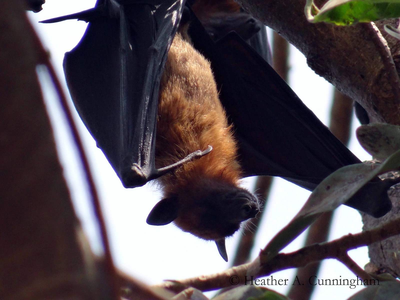 Indian Bats