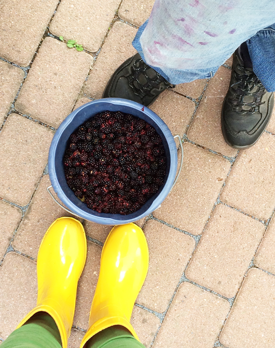 binedoro Blog, Brombeer-Gelee einkochen, Küche, kochen, Marmelade, Brombeeren, Beeren, Ernte binedoro Blog, Brombeer-Gelee einkochen, Küche, kochen, Marmelade, Brombeeren, Beeren, Ernte