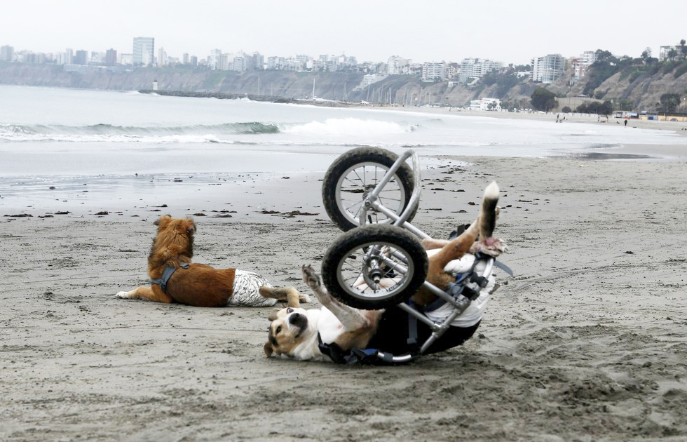 70 Of The Most Touching Photos Taken In 2015 - Paraplegic dogs from a local shelter play at Pescadores beach in Chorrillos, Lima.