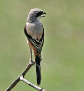 burung cendet mp3 download Download suara cendet / pentet gacor gratis | burungmaster.
