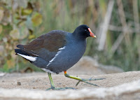 Common Gallinule Common Gallinule
