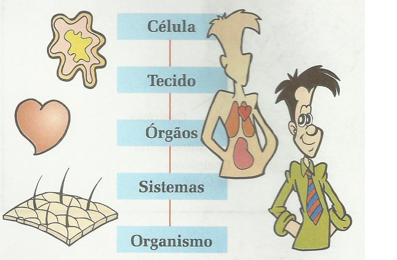 Em Nosso Corpo Encontramos Dois Tipos De Células