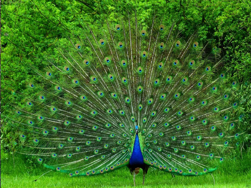 770 Koleksi Gambar Burung Merak Paling Cantik Di Dunia Gratis Terbaik
