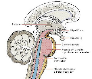 Estructura del tronco cerebral