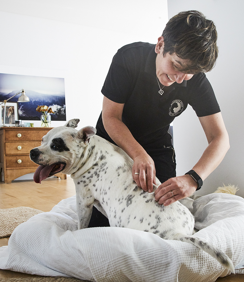 4 Holistic and Alternative Therapies for Dogs Australian Dog Lover