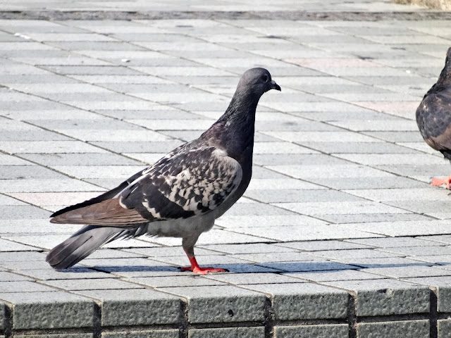 鳩,鳥,新宿駅東口〈著作権フリー無料画像〉Free Stock Photos