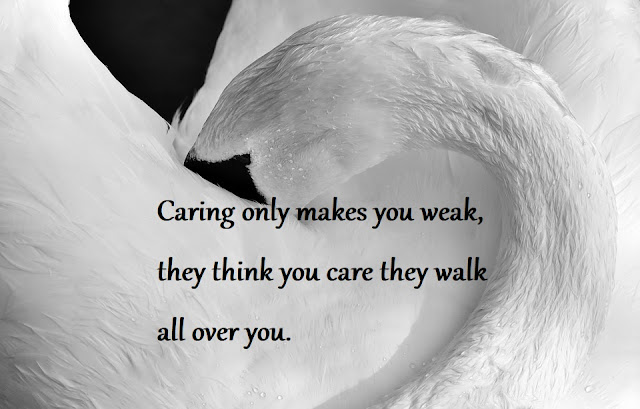swan wallpapers with quotes