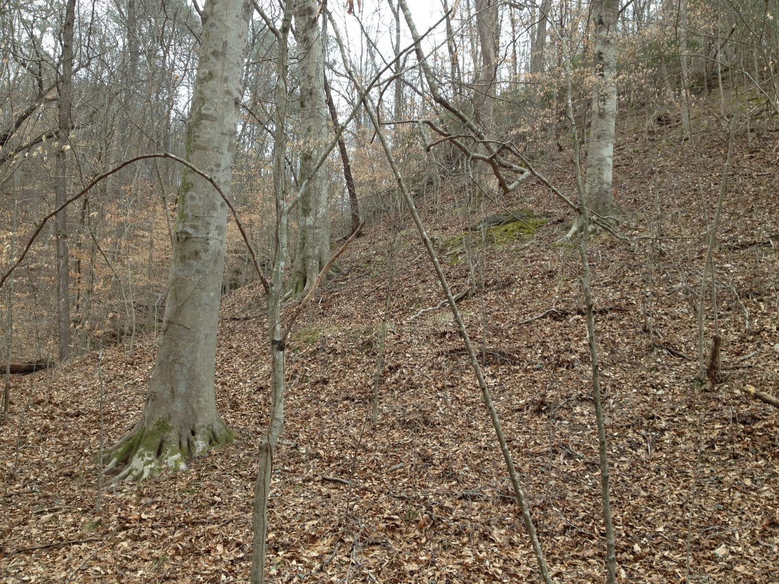 Georgia Nature Blog: The Natural History of Georgia: 4. Trees and